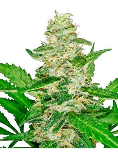 SENSI SEEDS - Super Skunk Auto - 1