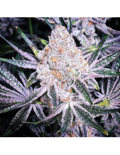 Ethos Genetics - Purple Sunset RBX2 - 1 
