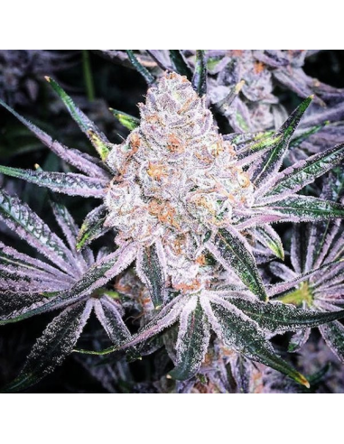 Ethos Genetics - Purple Sunset RBX2 - 1 