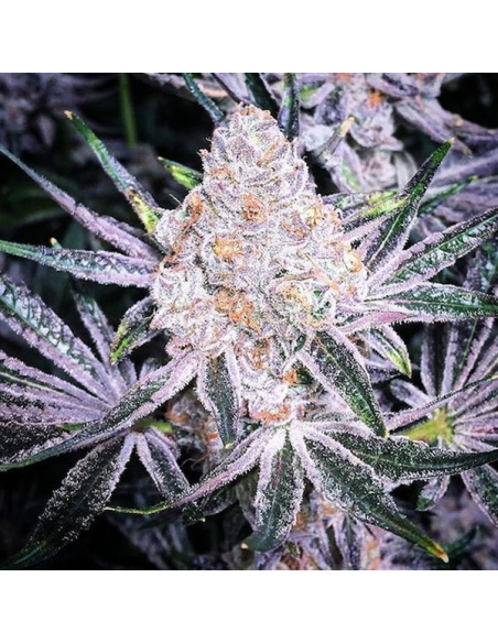 Ethos Genetics - Purple Sunset RBX2 - 1 