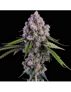 Ethos Genetics - Pepe Silvia R1 - 1 
