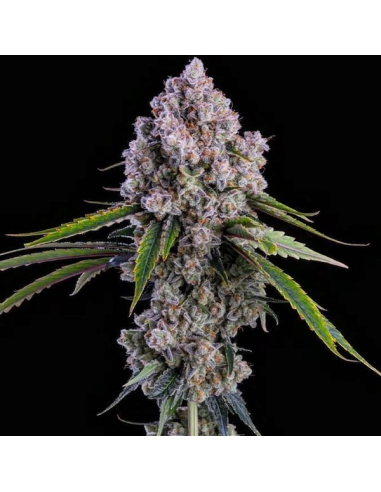 Ethos Genetics - Pepe Silvia R1 - 1 