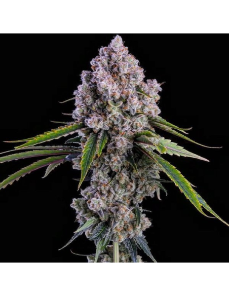 Ethos Genetics - Pepe Silvia R1 - 1 