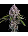 Ethos Genetics - Pepe Silvia R1 - 1 