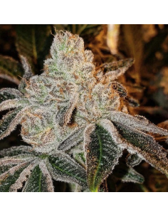 Ethos Genetics - Johnny Dang R1 - 1 