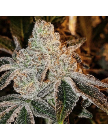 Ethos Genetics - Johnny Dang R1 - 1 