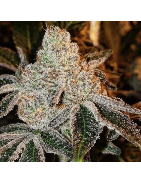 Ethos Genetics - Johnny Dang R1 - 1 