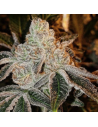 Ethos Genetics - Johnny Dang R1 - 1 