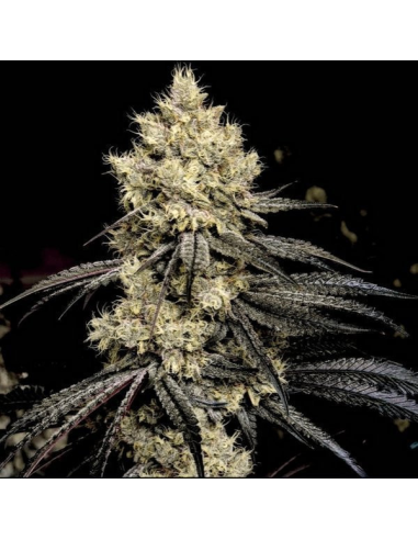 Ethos Genetics - Pillows R1 - 1 