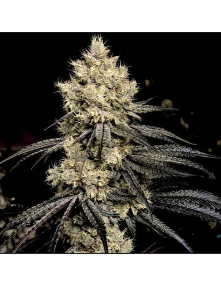 Ethos Genetics - Pillows R1 - 1 