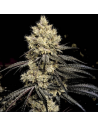 Ethos Genetics - Pillows R1 - 1 
