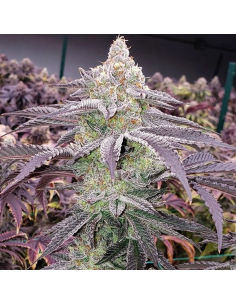 Ethos Genetics - Colin OG RBX - 1 