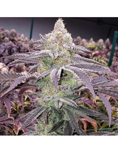 Ethos Genetics - Colin OG RBX - 1 