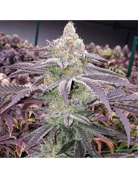 Ethos Genetics - Colin OG RBX - 1 