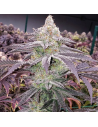 Ethos Genetics - Colin OG RBX - 1 