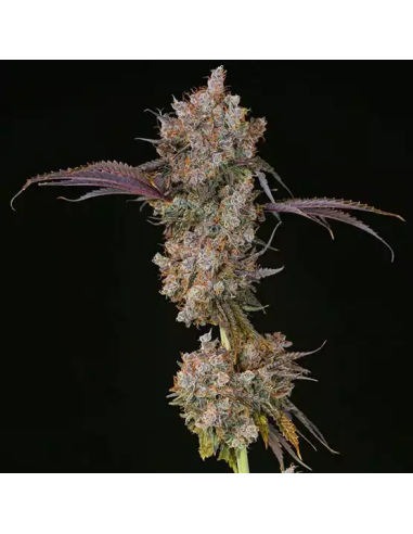Ethos Genetics - XXX - 1 
