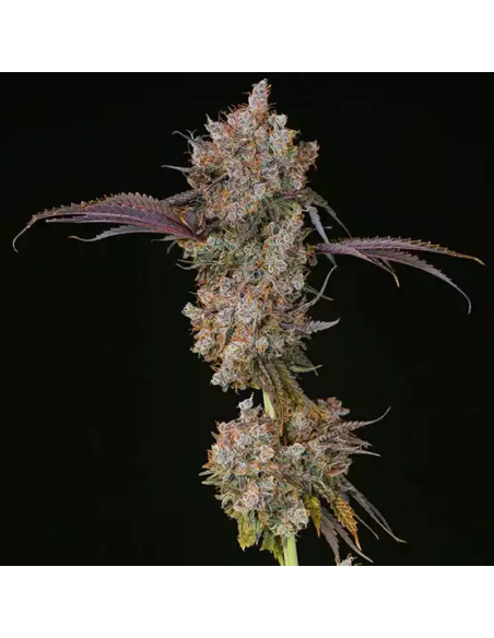 Ethos Genetics - XXX - 1 