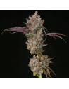 Ethos Genetics - XXX - 1 