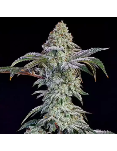 Ethos Genetics - Grandpa's Cookies 6 S1 - 1 
