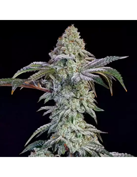 Ethos Genetics - Grandpa's Cookies 6 S1 - 1 