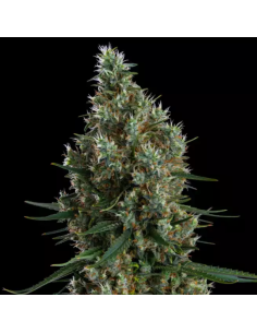 Ethos Genetics - Zweet Inzanity RBX - 1 