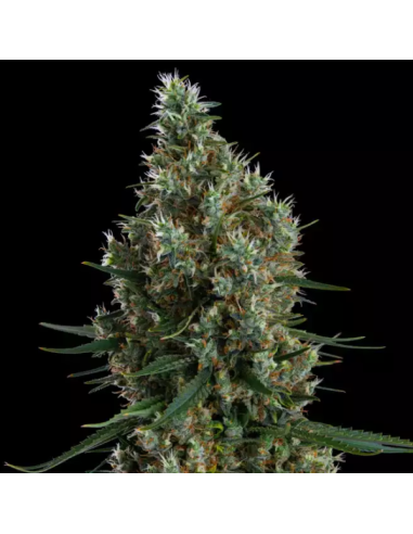 Ethos Genetics - Zweet Inzanity RBX - 1 