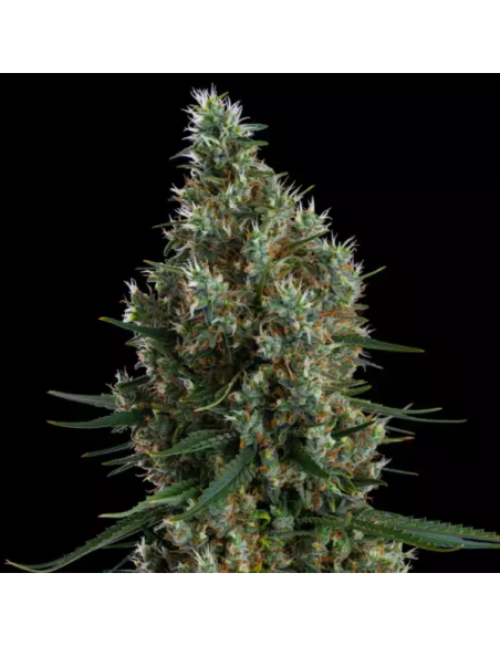 Ethos Genetics - Zweet Inzanity RBX - 1 
