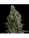 Ethos Genetics - Zweet Inzanity RBX - 1 