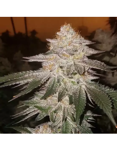 Ethos Genetics - Pina RBX2 Auto - 1 