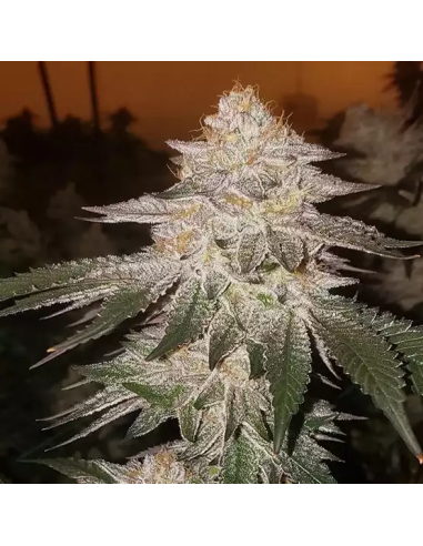 Ethos Genetics - Pina RBX2 Auto - 1 