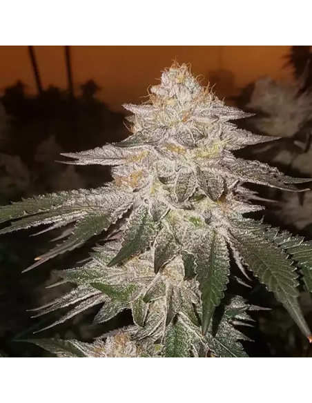 Ethos Genetics - Pina RBX2 Auto - 1 