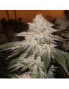 Ethos Genetics - Pina RBX2 Auto - 1 