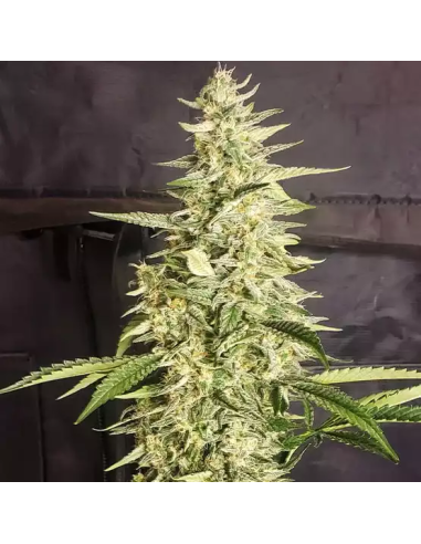 Ethos Genetics - Inzane Auto - 1 