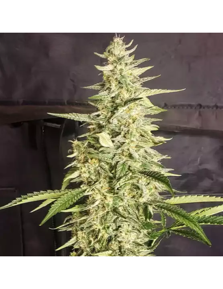 Ethos Genetics - Inzane Auto - 1 