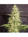 Ethos Genetics - Inzane Auto - 1 