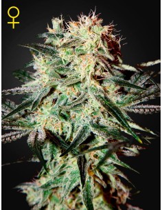 GREEN HOUSE SEEDS - Arjan's Strawberry Haze - 1