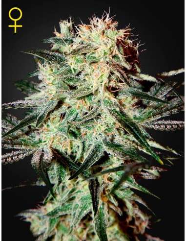GREEN HOUSE SEEDS - Arjan's Strawberry Haze - 1