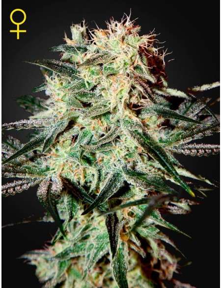 GREEN HOUSE SEEDS - Arjan's Strawberry Haze - 1