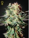 GREEN HOUSE SEEDS - Arjan's Strawberry Haze - 1