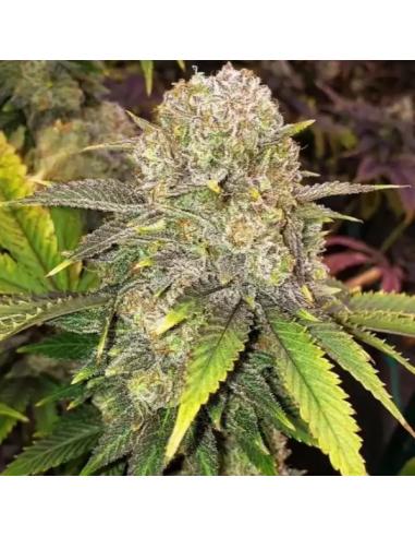 Ethos Genetics - Master Kush RBX - 1 