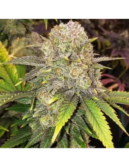 Ethos Genetics - Master Kush RBX - 1 