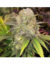 Ethos Genetics - Master Kush RBX - 1 