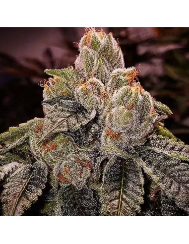 Ethos Genetics - OGDLUX BX3 - 1 