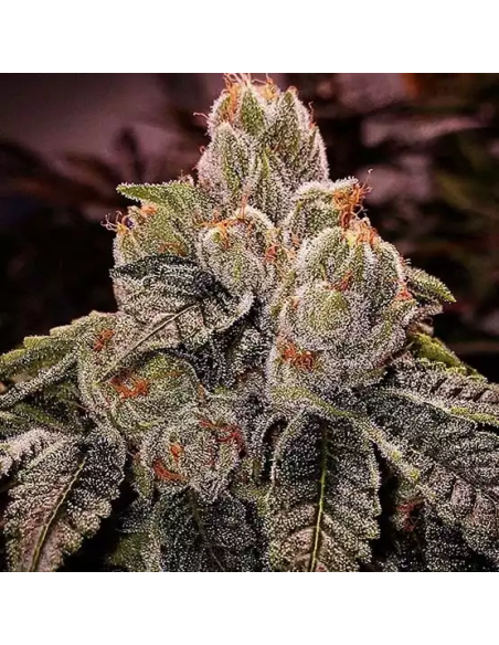 Ethos Genetics - OGDLUX BX3 - 1 