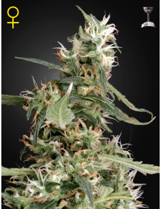 GREEN HOUSE SEEDS - Arjan's Ultra Haze 1 - 1