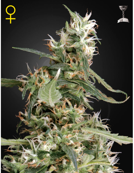 GREEN HOUSE SEEDS - Arjan's Ultra Haze 1 - 1