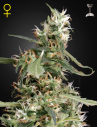 GREEN HOUSE SEEDS - Arjan's Ultra Haze 1 - 1