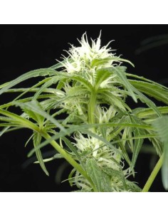 GREEN HOUSE SEEDS - Arjan's Ultra Haze 1 - 1 2
