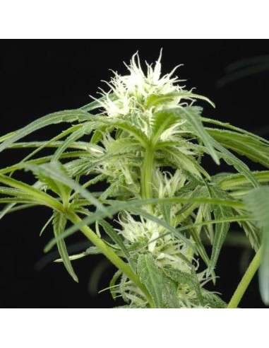 GREEN HOUSE SEEDS - Arjan's Ultra Haze 1 - 2