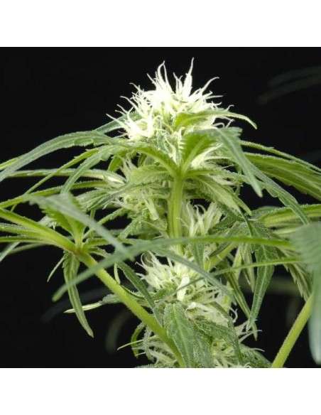 GREEN HOUSE SEEDS - Arjan's Ultra Haze 1 - 2